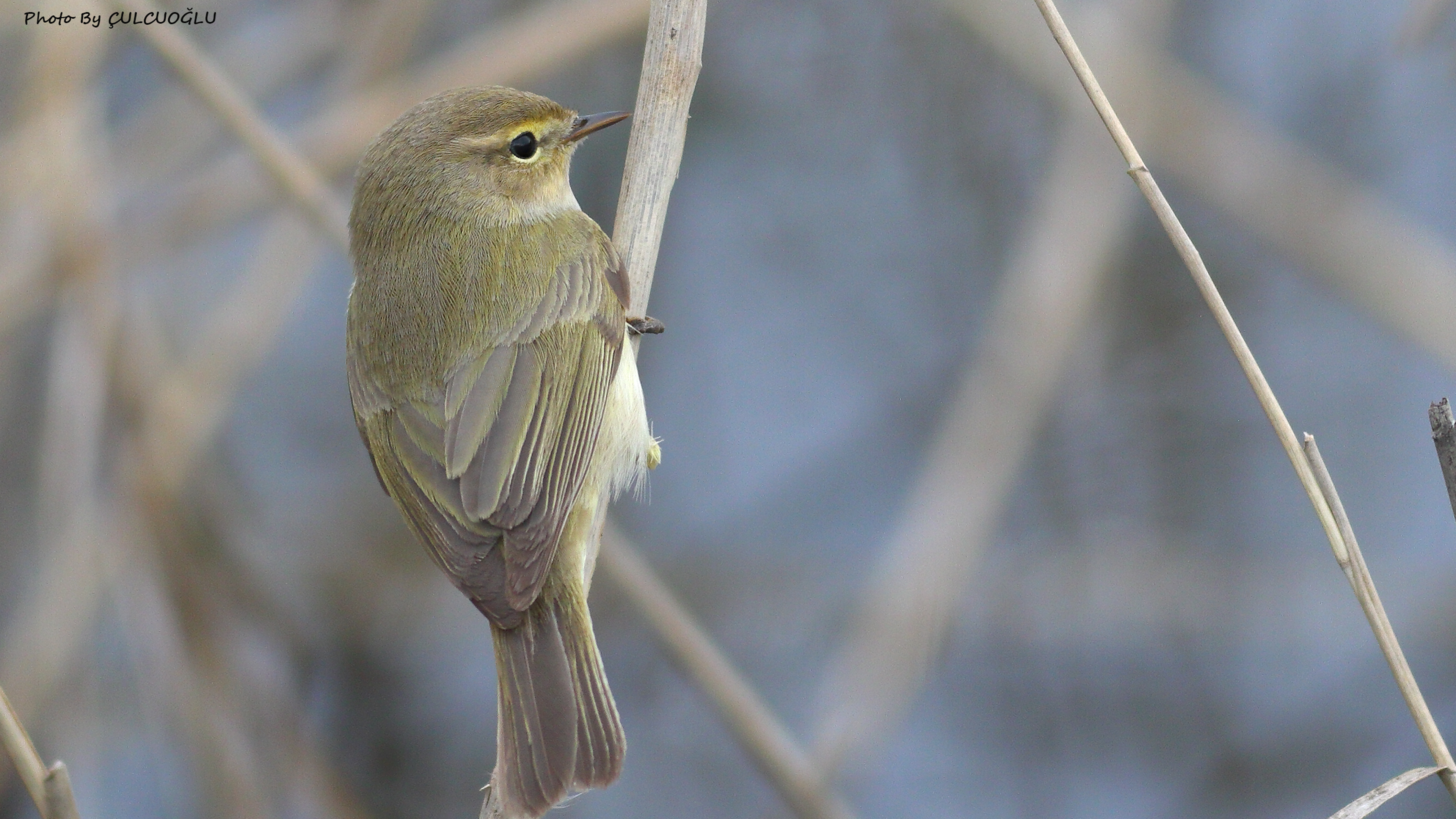 Common Chiffchaff